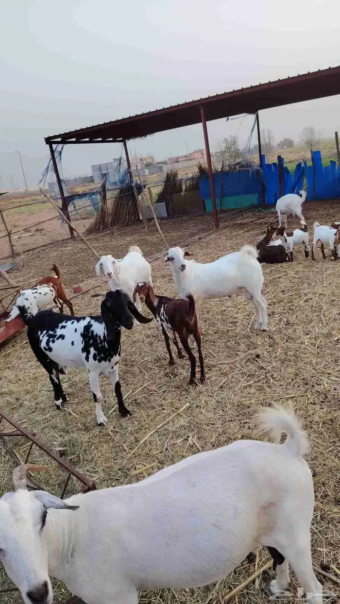 مشروع فحل العمر سته اشهر جرم رفيع جدا الام بيشيه صنف الصنف 2