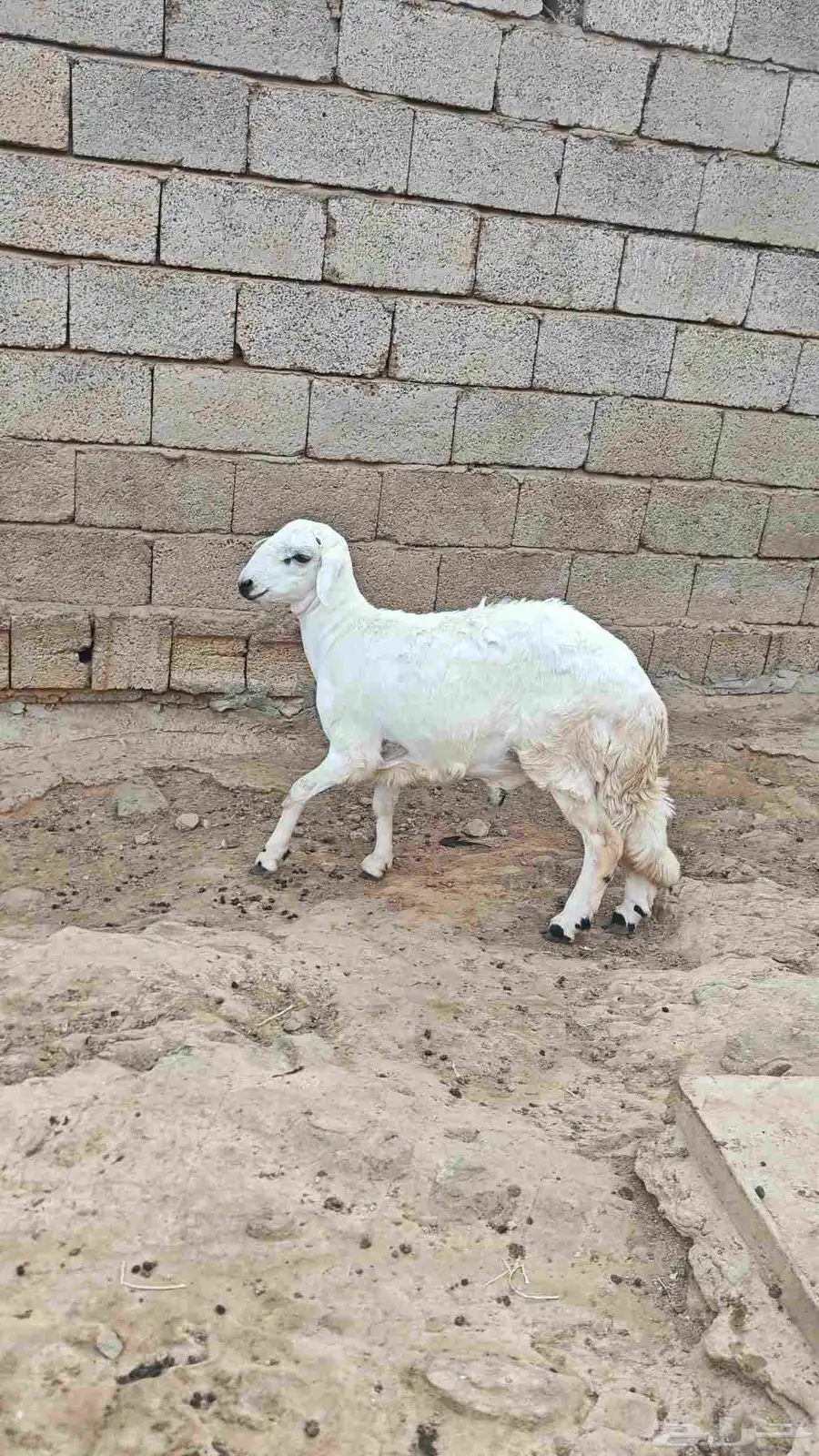 مشروع فحل حري 2