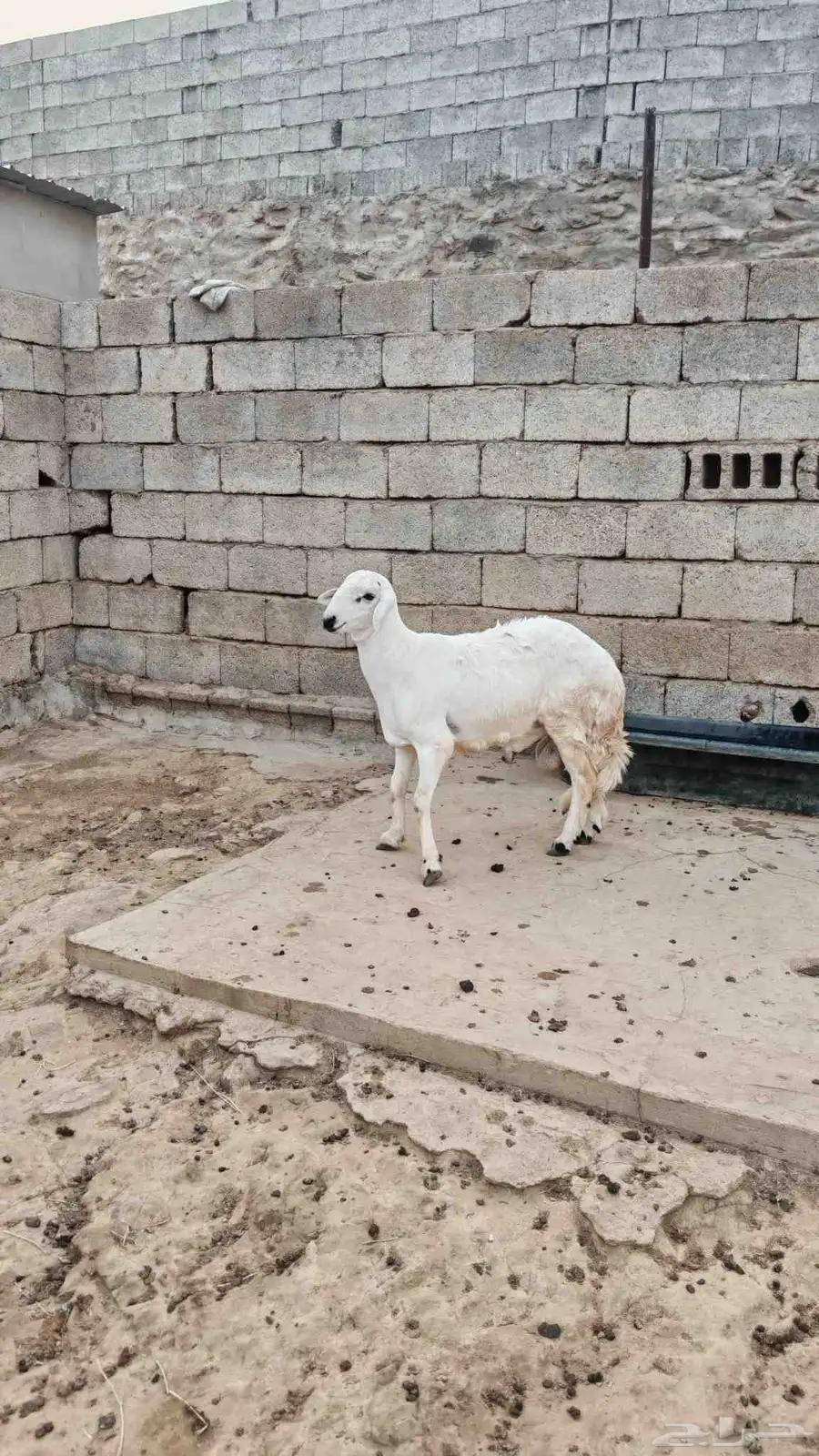 مشروع فحل حري 3