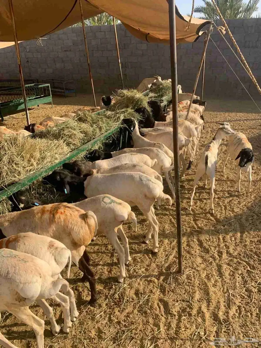 برابر وتيوس المزاحميه تبارك الله والسعر 500 4