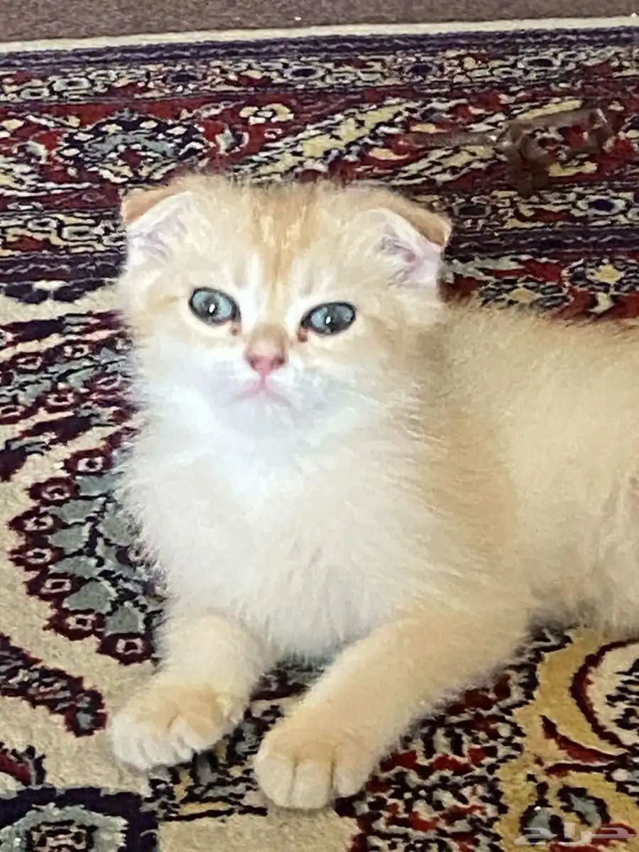 سكوتش للبيع 3