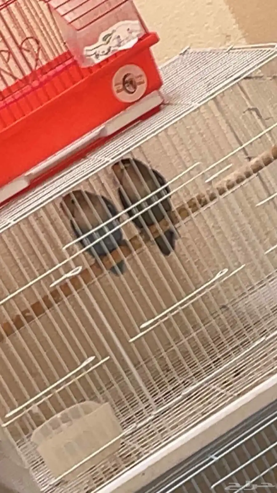 زوج روز معه بيض مخصب 0