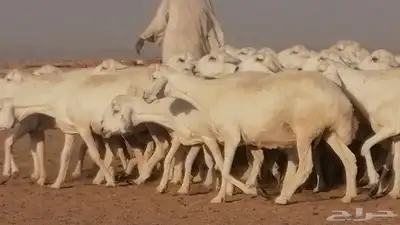 غنم حرية حرش دفع ضان حريات جروم جبرة 25