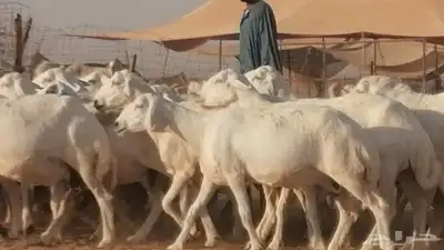 غنم حرية حرش دفع ضان حريات جروم جبرة 24