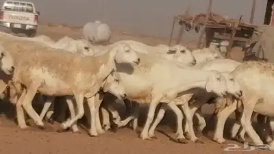 غنم حرية حرش دفع ضان حريات جروم جبرة 13