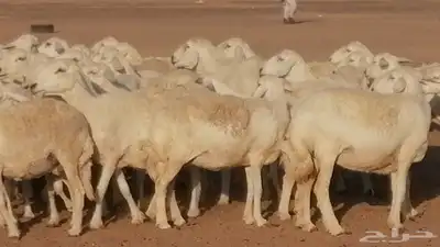 غنم حرية حرش دفع ضان حريات جروم جبرة 5