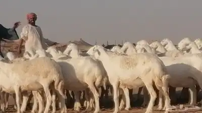 غنم حرية حرش دفع ضان حريات جروم جبرة 8