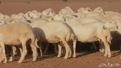 غنم حرية حرش دفع ضان حريات جروم جبرة 6