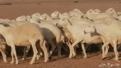 غنم حرية حرش دفع ضان حريات جروم جبرة 7