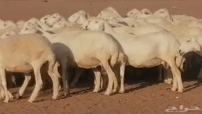 غنم حرية حرش دفع ضان حريات جروم جبرة 2