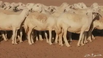 غنم حرية حرش دفع ضان حريات جروم جبرة 1