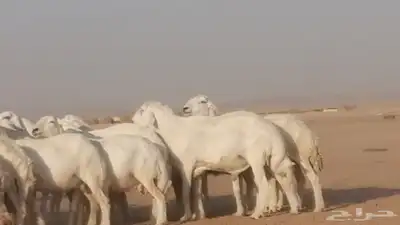 غنم حرية حرش دفع ضان حريات جروم جبرة 21