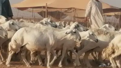 غنم حرية حرش دفع ضان حريات جروم جبرة 14
