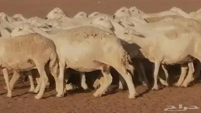 غنم حرية حرش دفع ضان حريات جروم جبرة 0
