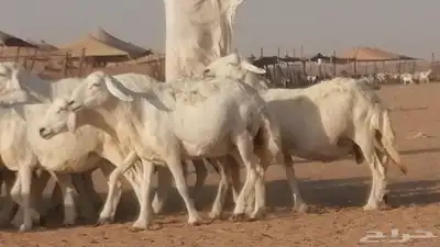 غنم حرية حرش دفع ضان حريات جروم جبرة 9