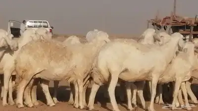 غنم حرية حرش دفع ضان حريات جروم جبرة 23