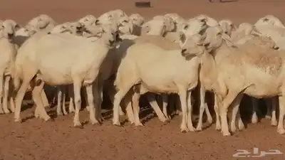 غنم حرية حرش دفع ضان حريات جروم جبرة 3