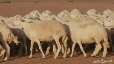 غنم حرية حرش دفع ضان حريات جروم جبرة 4