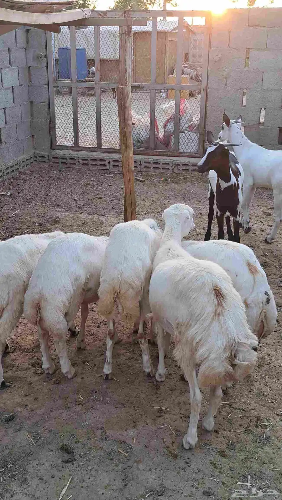 تيوس جنوبيه ورفيد 2
