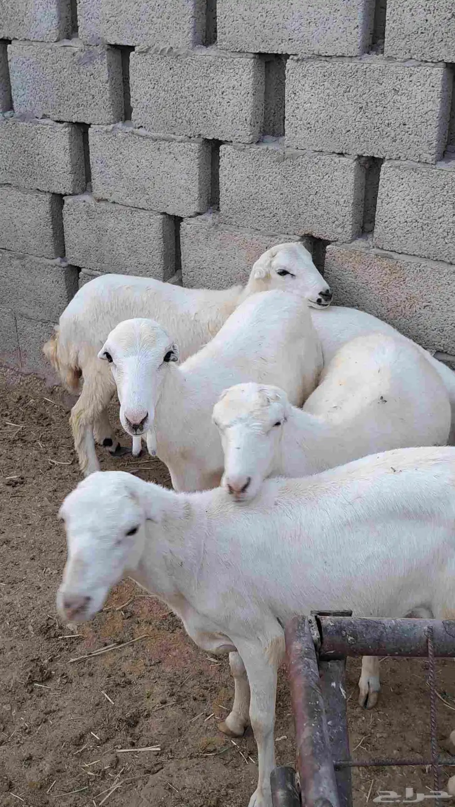 تيوس جنوبيه ورفيد 0