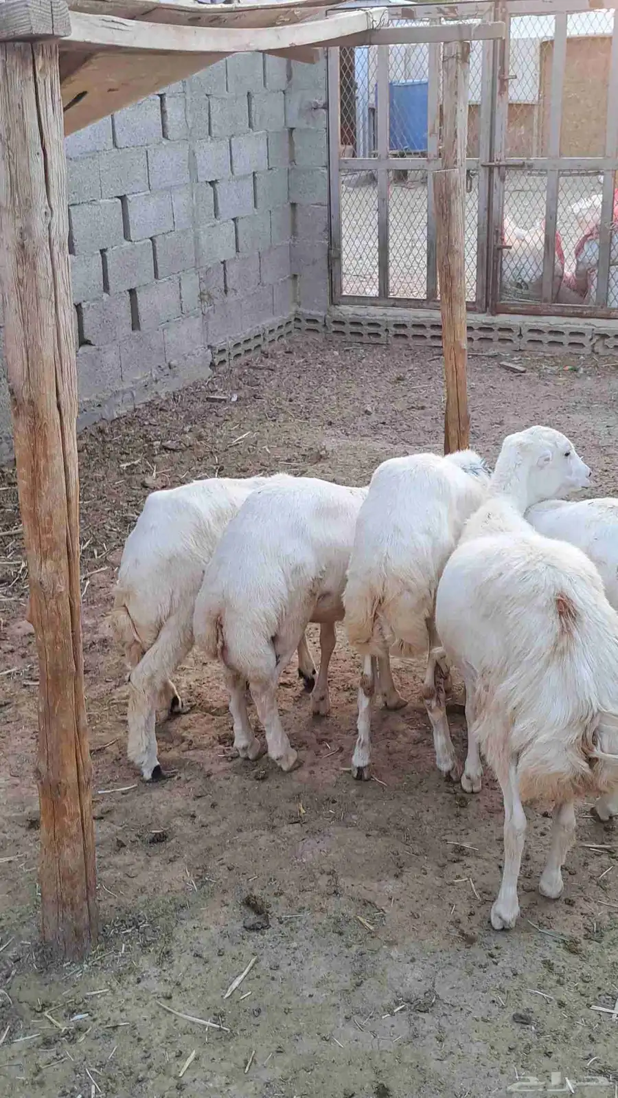 تيوس جنوبيه ورفيد 1