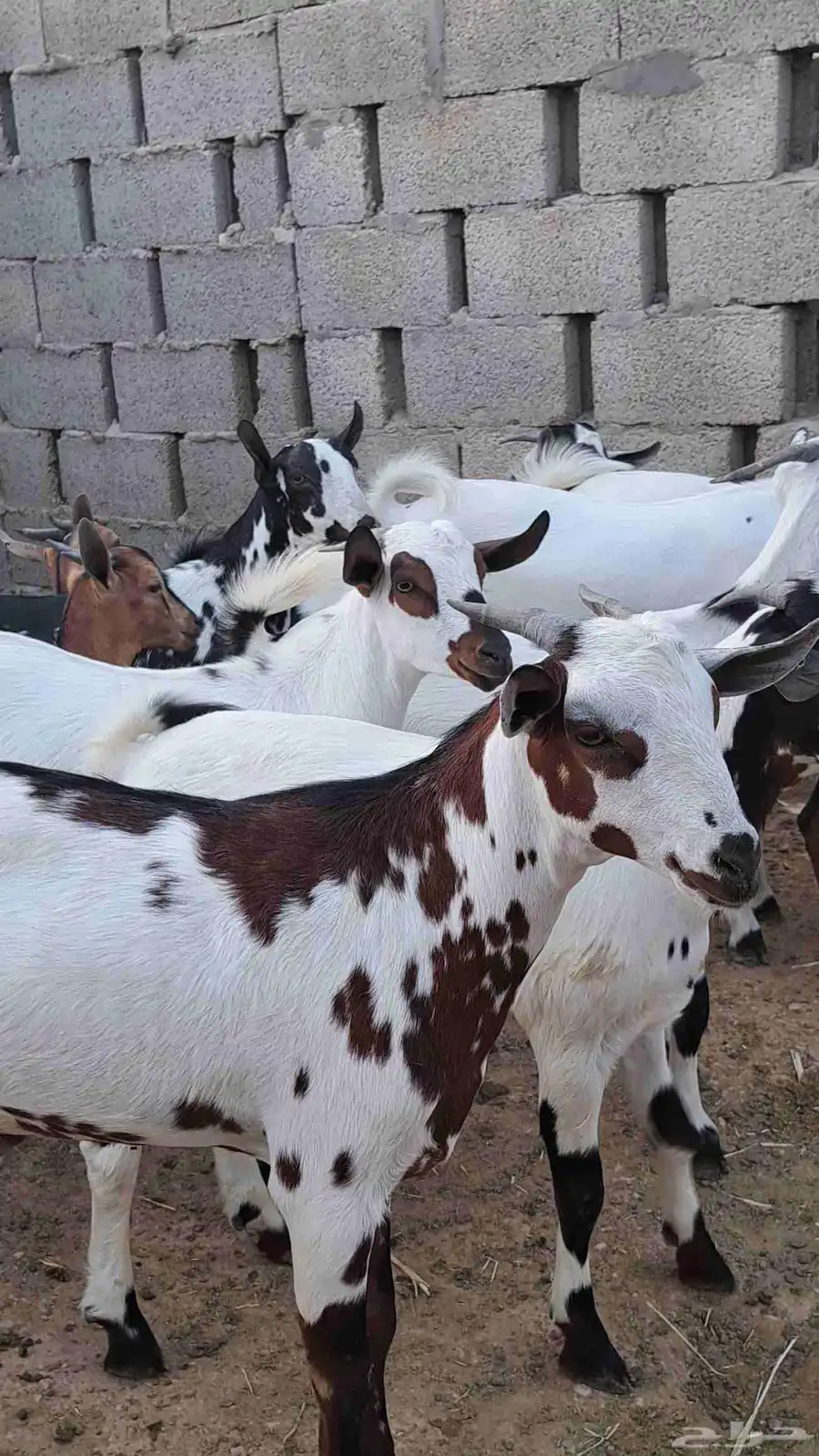تيوس جنوبيه ورفيد 3