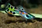 اسماك جوبي أو اسماك الغوبي 3
