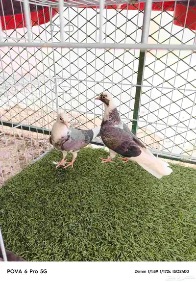 طبات حمام قطيفي 1