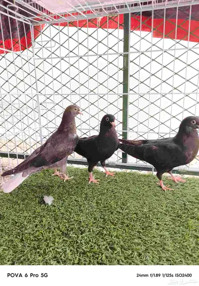 طبات حمام قطيفي 3