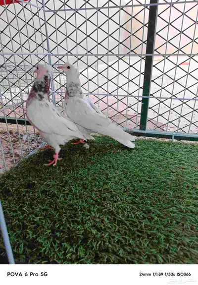 طبات حمام قطيفي 0