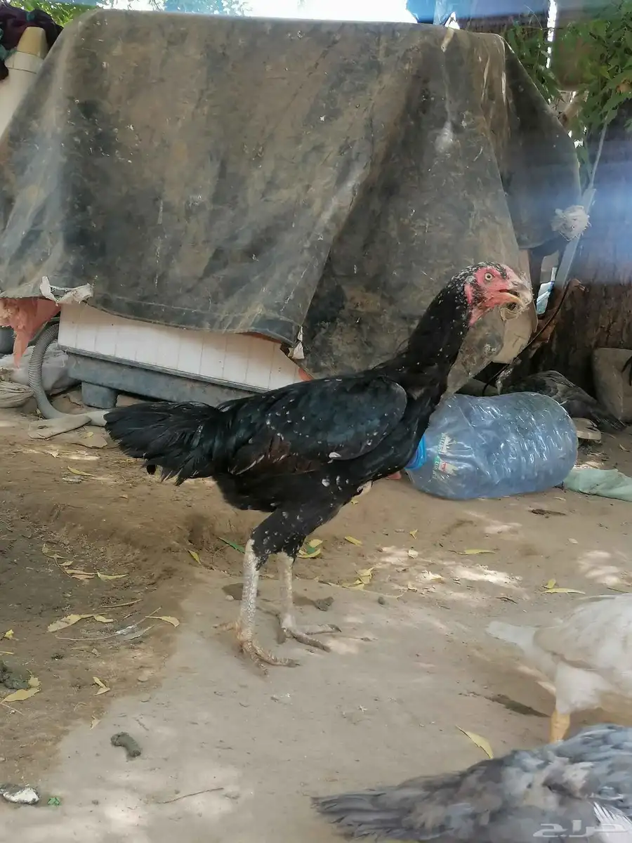ديك ودجاجه باكستاني سندي 1