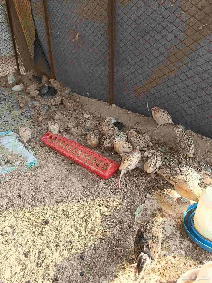 طيور سمان 0