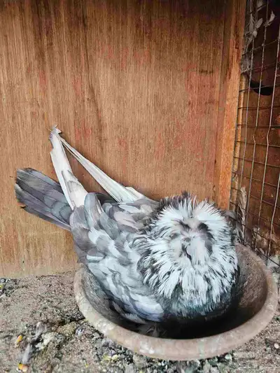 جوز بخاره 5