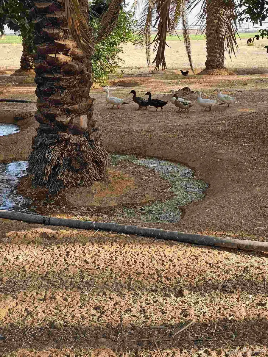 بط وسمان للبيع جمله وتجزيه 5