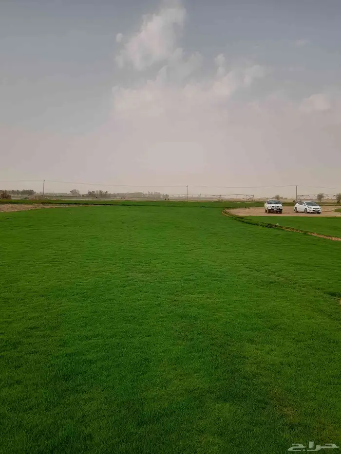 نخل واشنطني وثيل للبيع 9