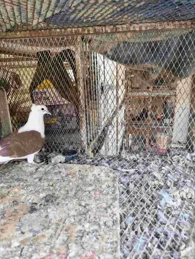 انثى قطيفي مكتف 1