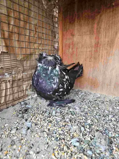 جوز بخاره 1