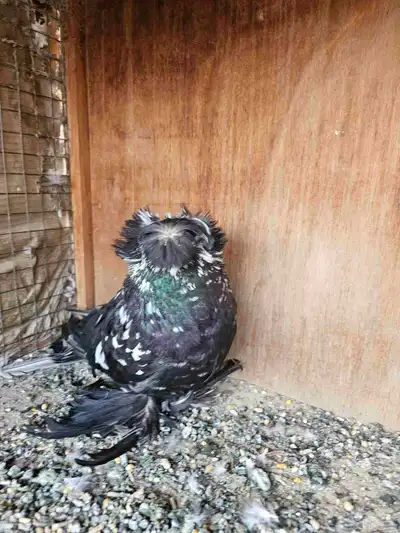 جوز بخاره 0
