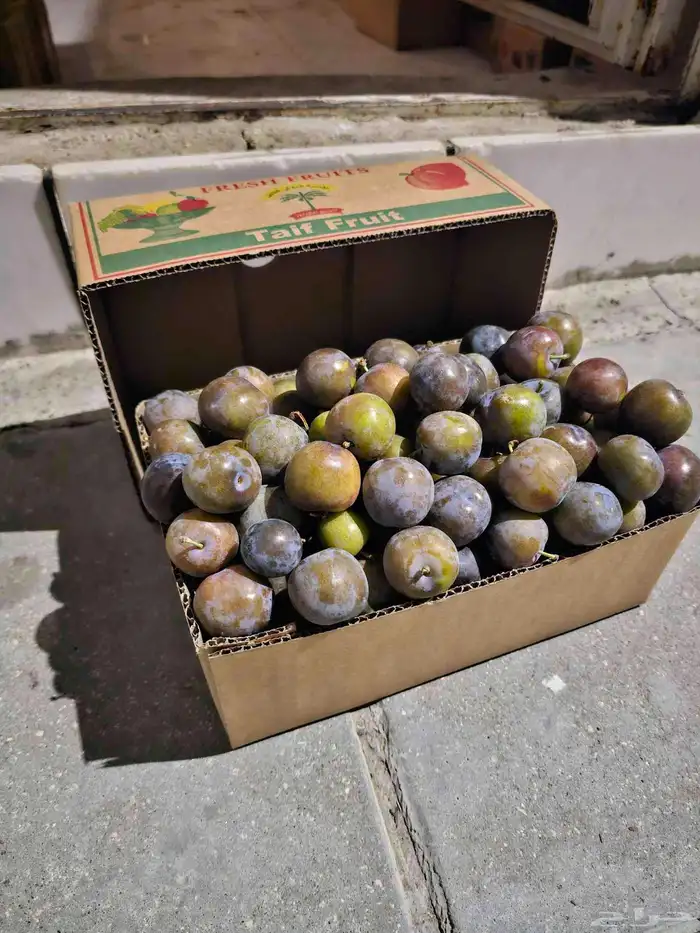 وصلت فاكهة الطايف إلى الجبيل برشومي خوخ عنب بخارة 2