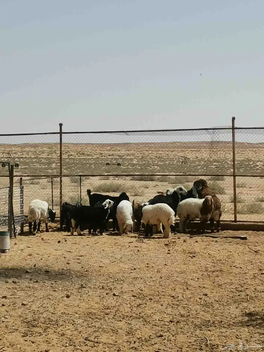 خرفان للبيع 4