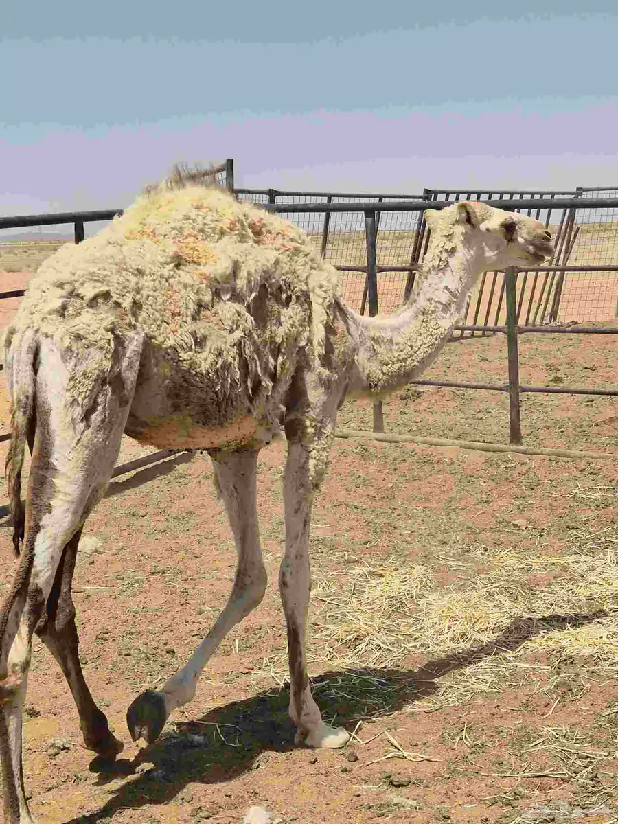 بكرة مفرودة 1