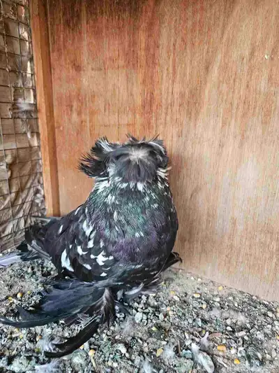 جوز بخاره 2