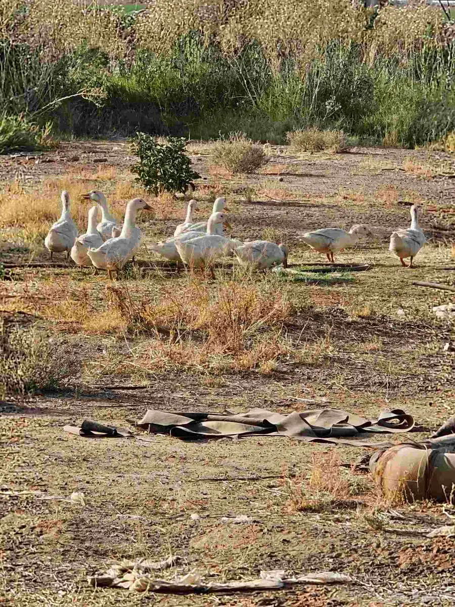 بط وسمان للبيع جمله وتجزيه 4