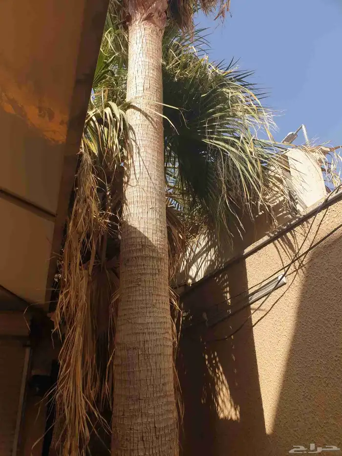 للبيع نخل امريكي 2 2