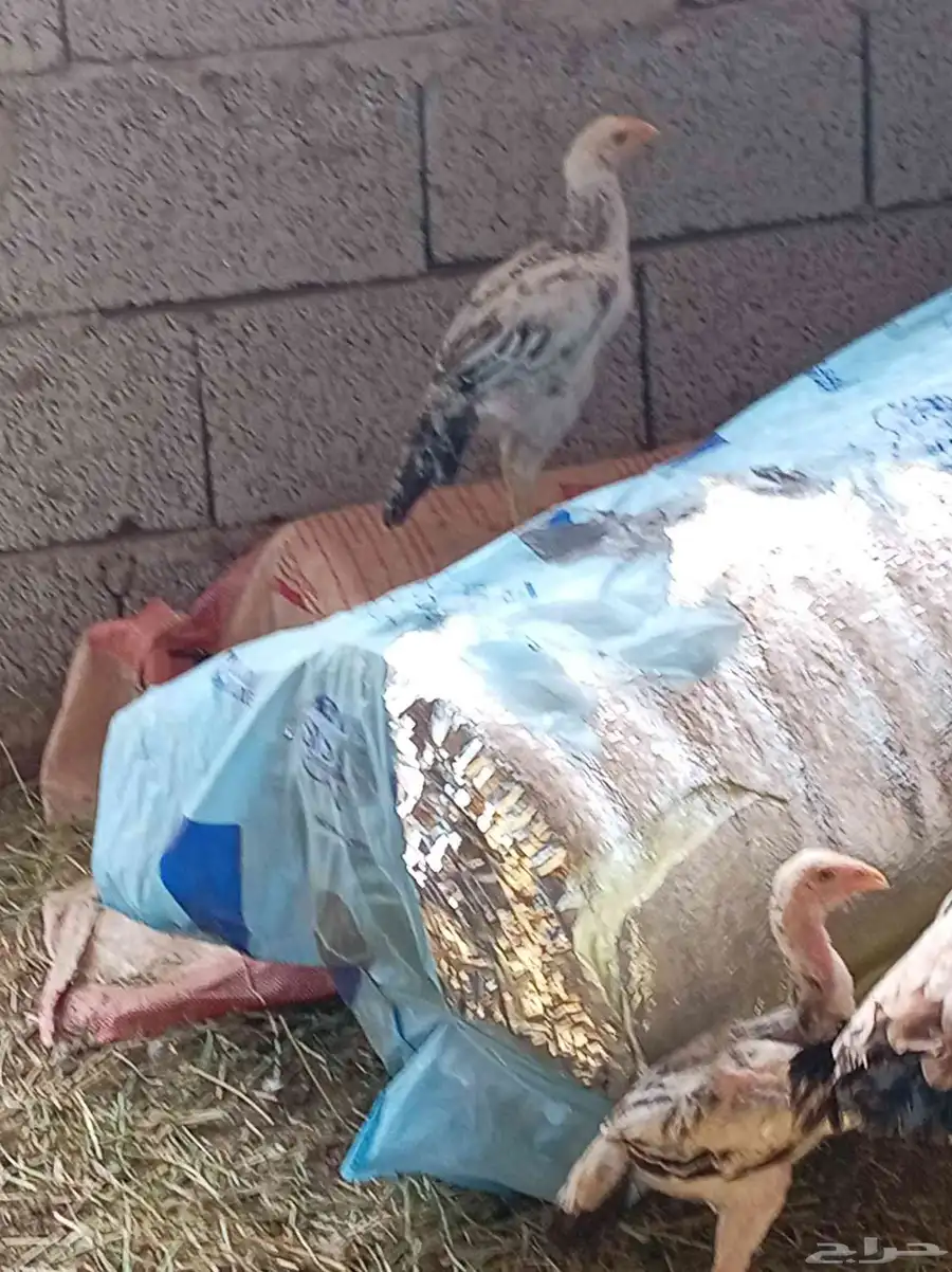 يوجد لدينا دجاجة فارسي تب معها فرخين لا يفتكم الزين 5
