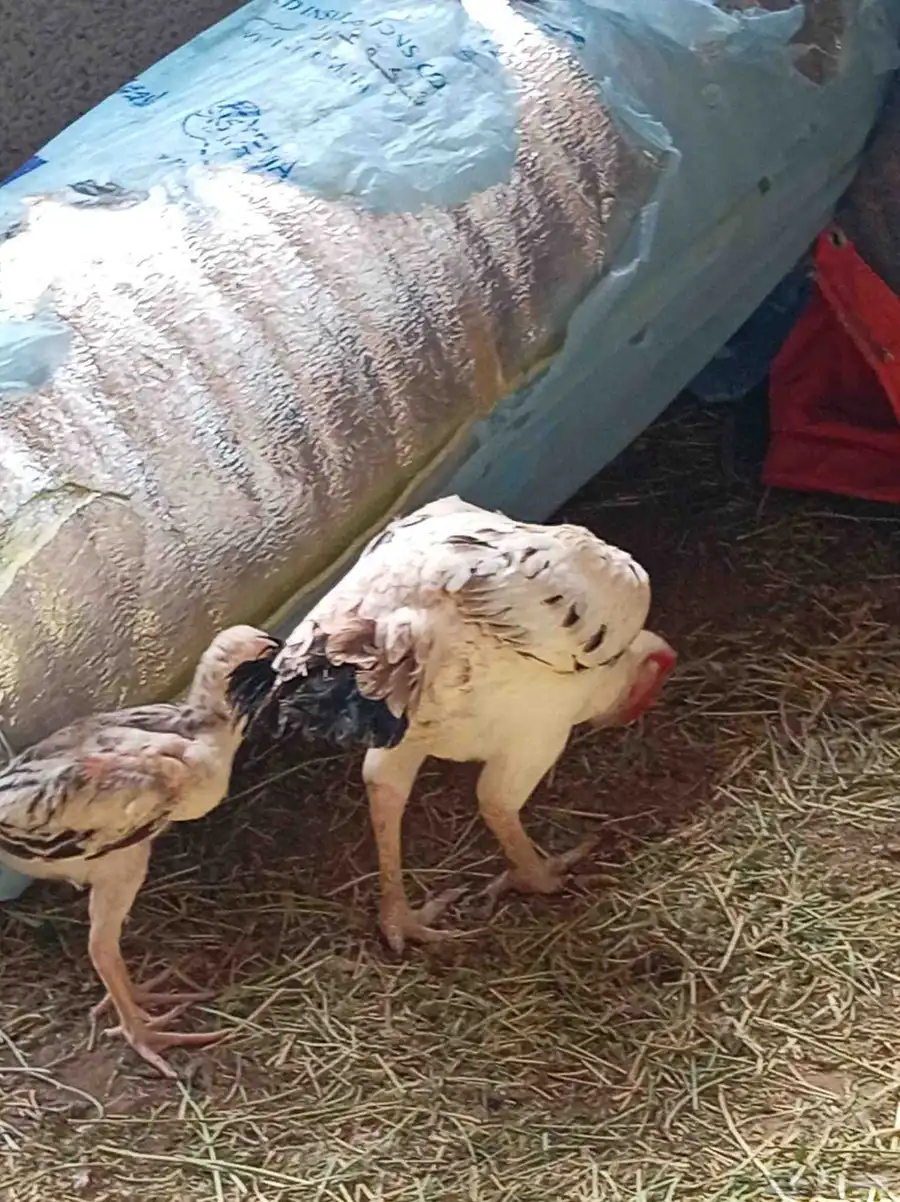 يوجد لدينا دجاجة فارسي تب معها فرخين لا يفتكم الزين 3