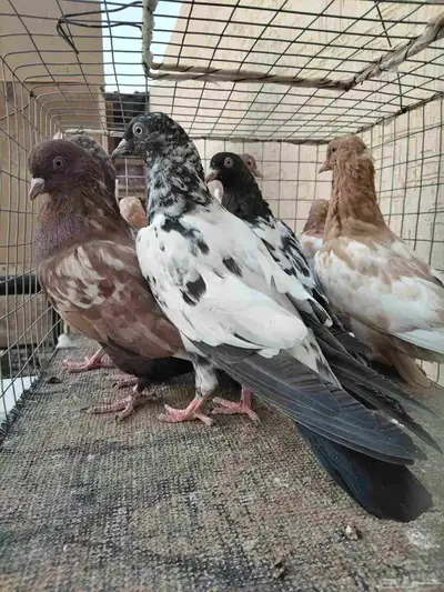 طبات لاكا ورام 2