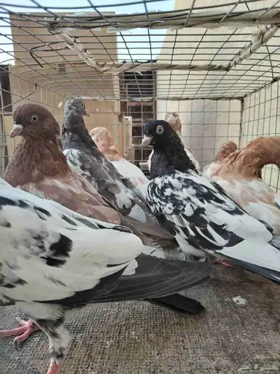 طبات لاكا ورام 0