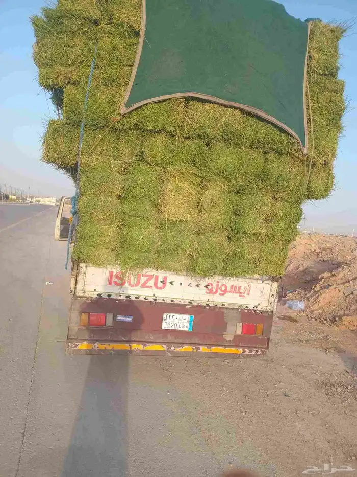 الرياض. برسيم. صافي. وناعم. والعدد. 237. حبه. واصل. اي. مكان 1