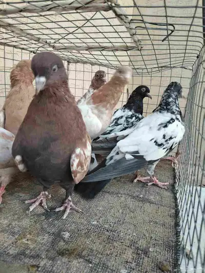 طبات لاكا ورام 6